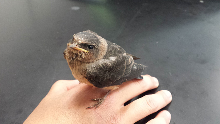 A swallow perches on a student's hand