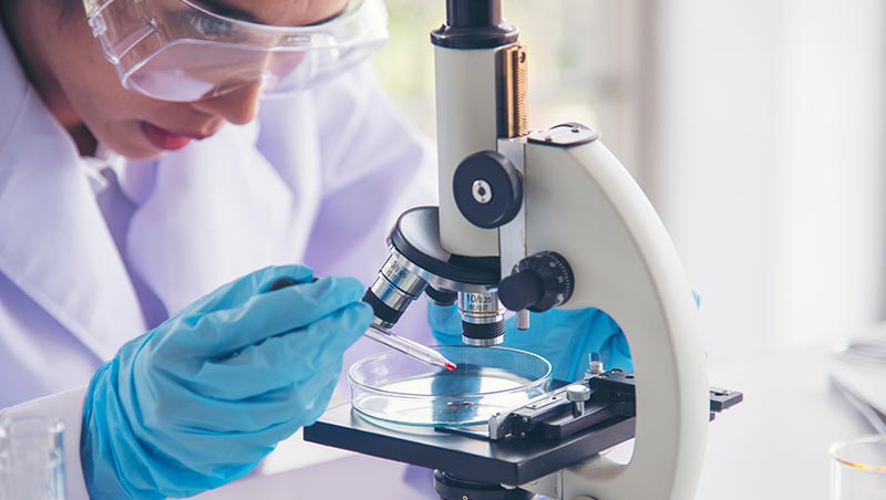 A student uses a microscope